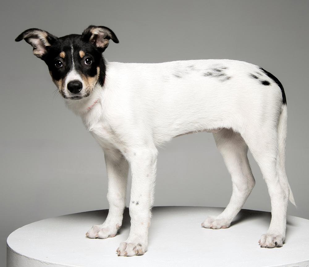 Enlarge Arwyn, a Adoptable mixed breed in Edison, NJ image 2/5