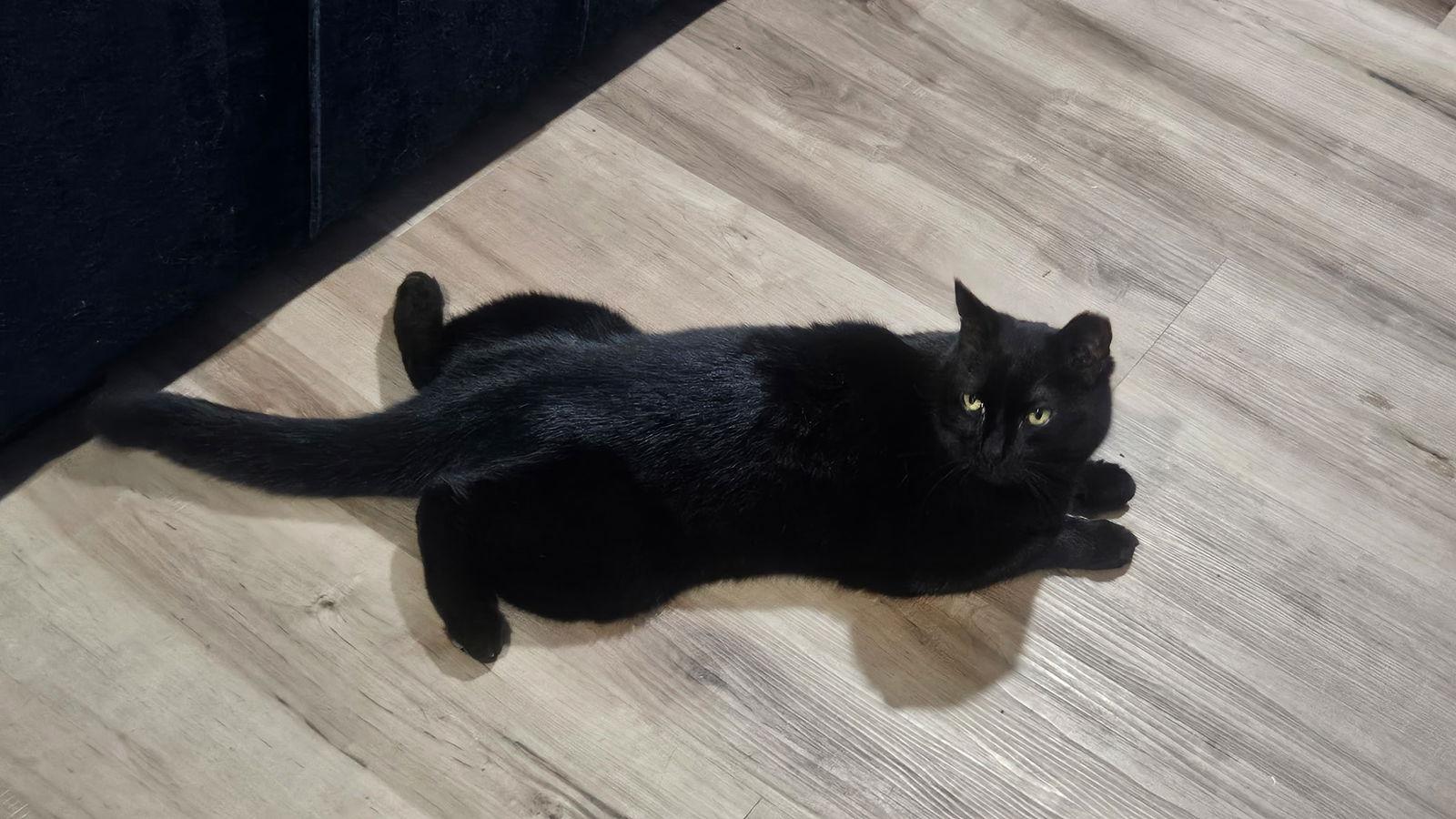 Wilbur, Adoptable, Adult Male Domestic Medium Hair.