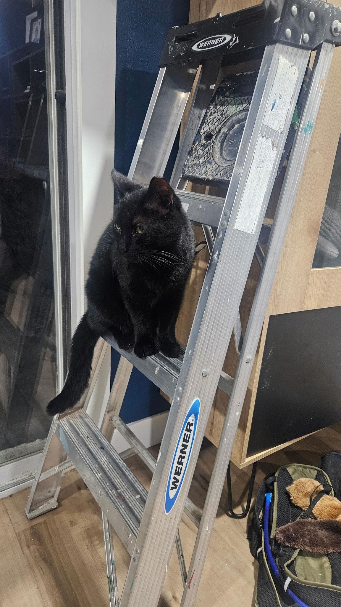 Enlarge Wilbur, a Adoptable Domestic Medium Hair in Glendale, AZ image 3/3