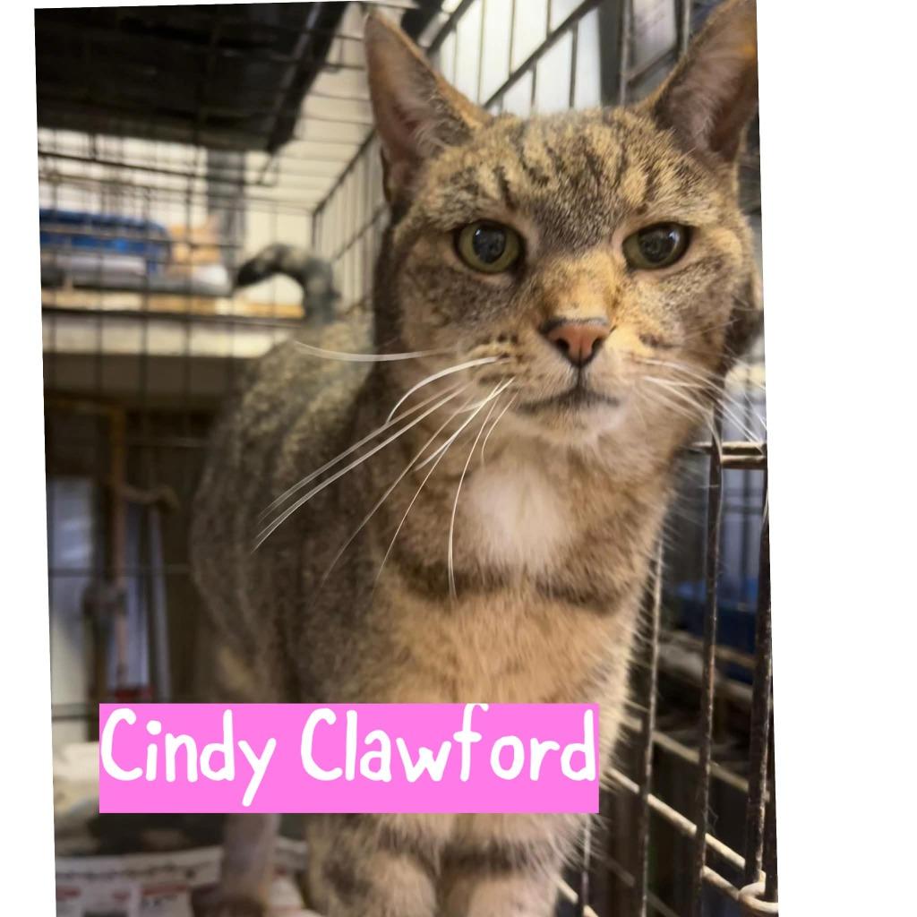 Enlarge Cindy Clawford, a Adoptable mixed breed in Princeton, IN image 1/1