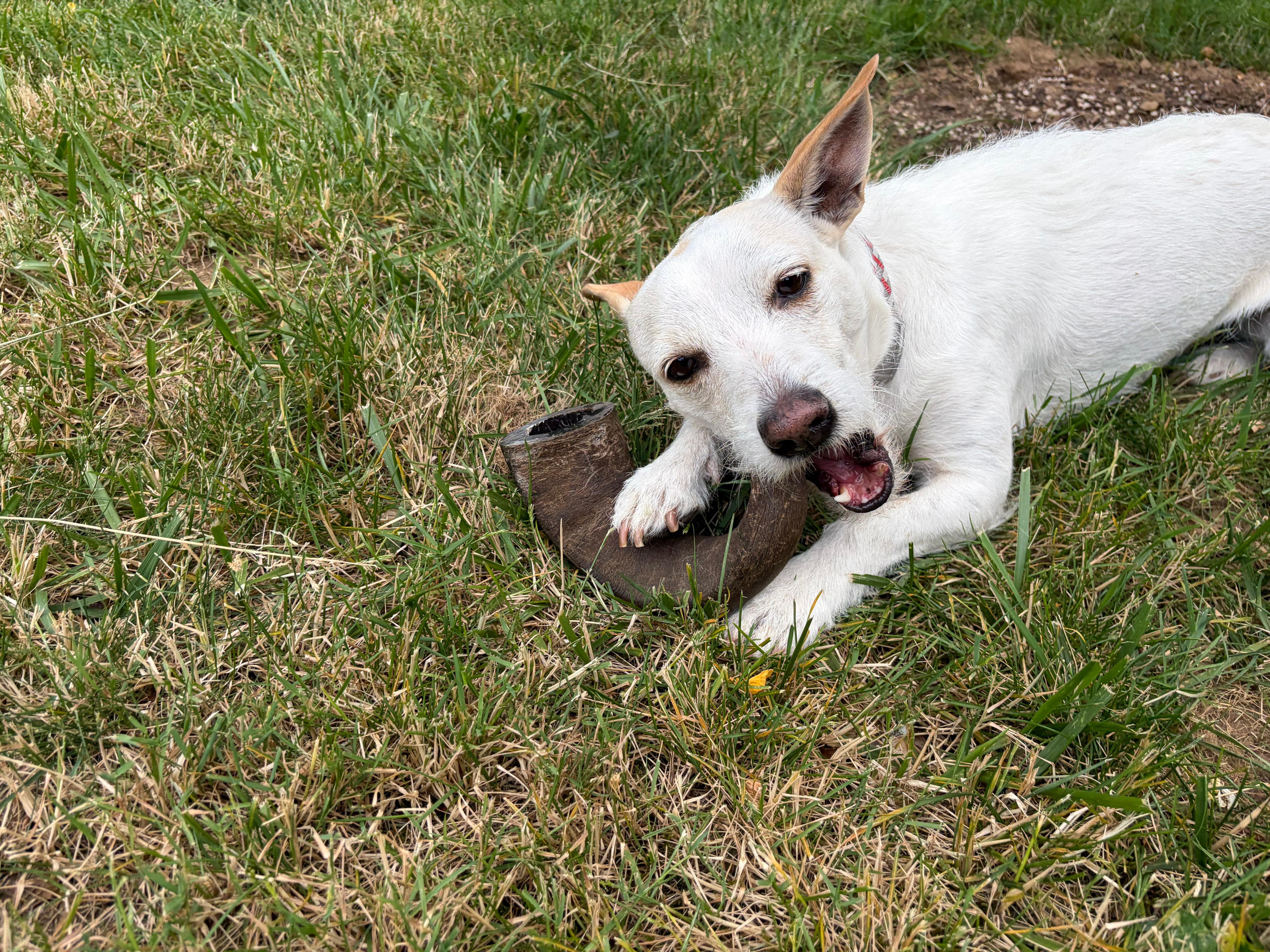 Enlarge Sally, a Adoptable mixed breed in Bend, OR image 4/6