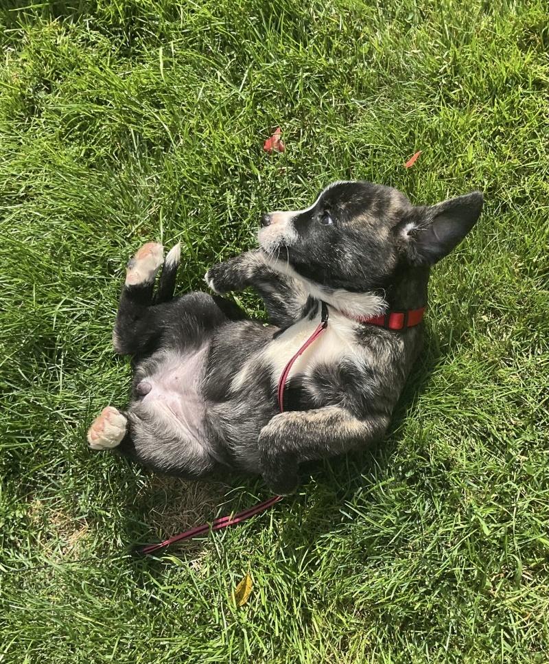 Apple, a ADOPTABLE mixed breed in Bancroft, ON image 3/4