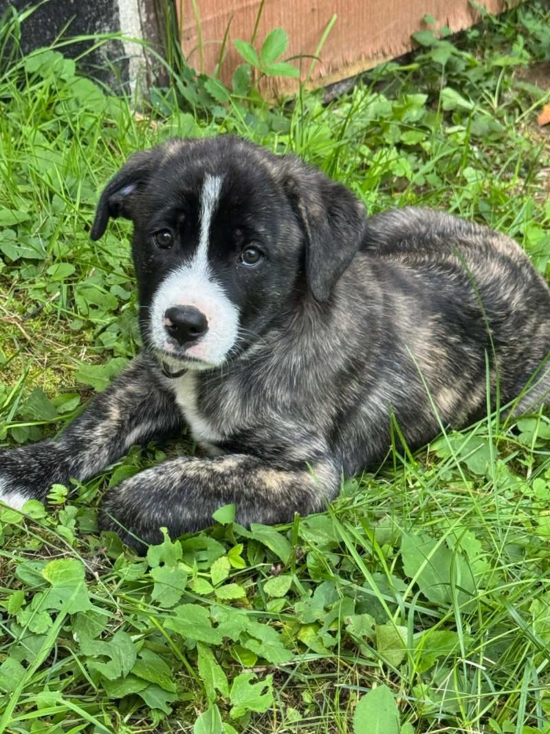 Apple, a ADOPTABLE mixed breed in Bancroft, ON image 2/4