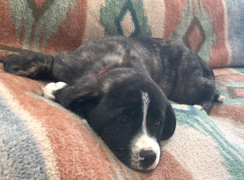 Apple, a ADOPTABLE mixed breed in Bancroft, ON image 4/4