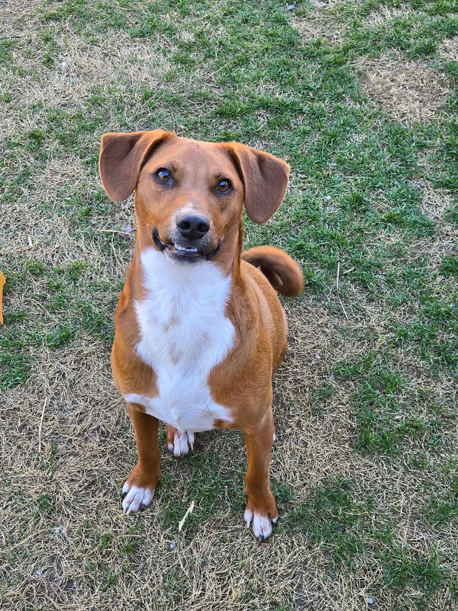 Enlarge Cash and Trip, a Adoptable Shepherd in Palm Desert, CA image 3/6