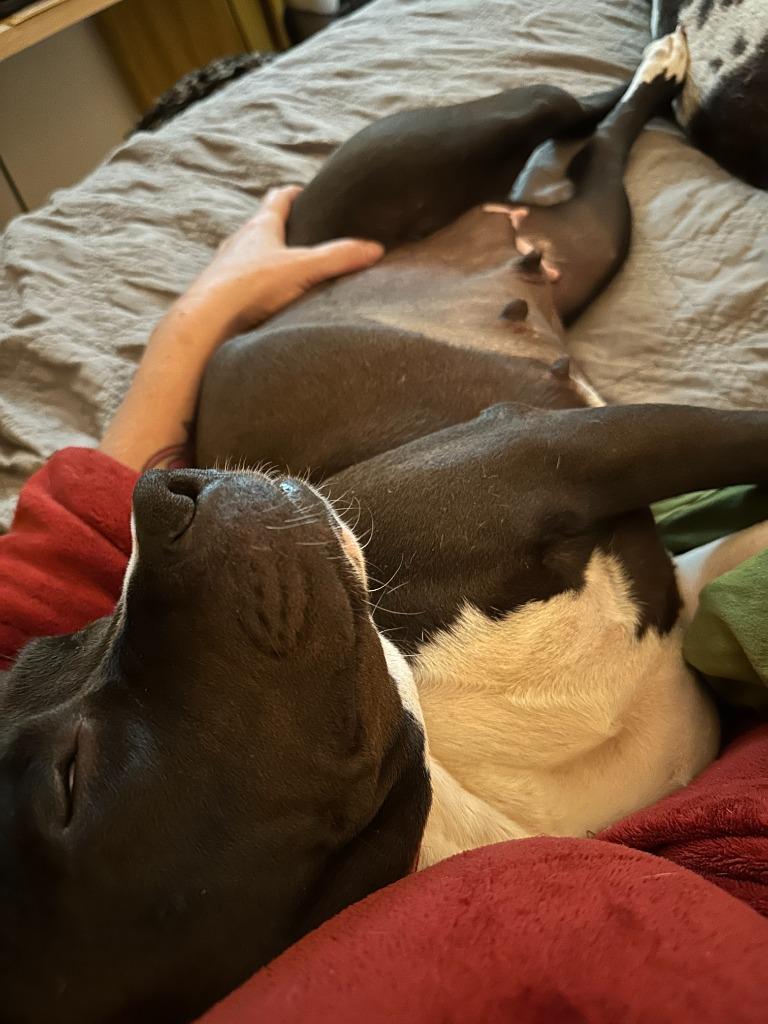 Prettiest Happiest, Adoptable, Adult Female Pit Bull Terrier.
