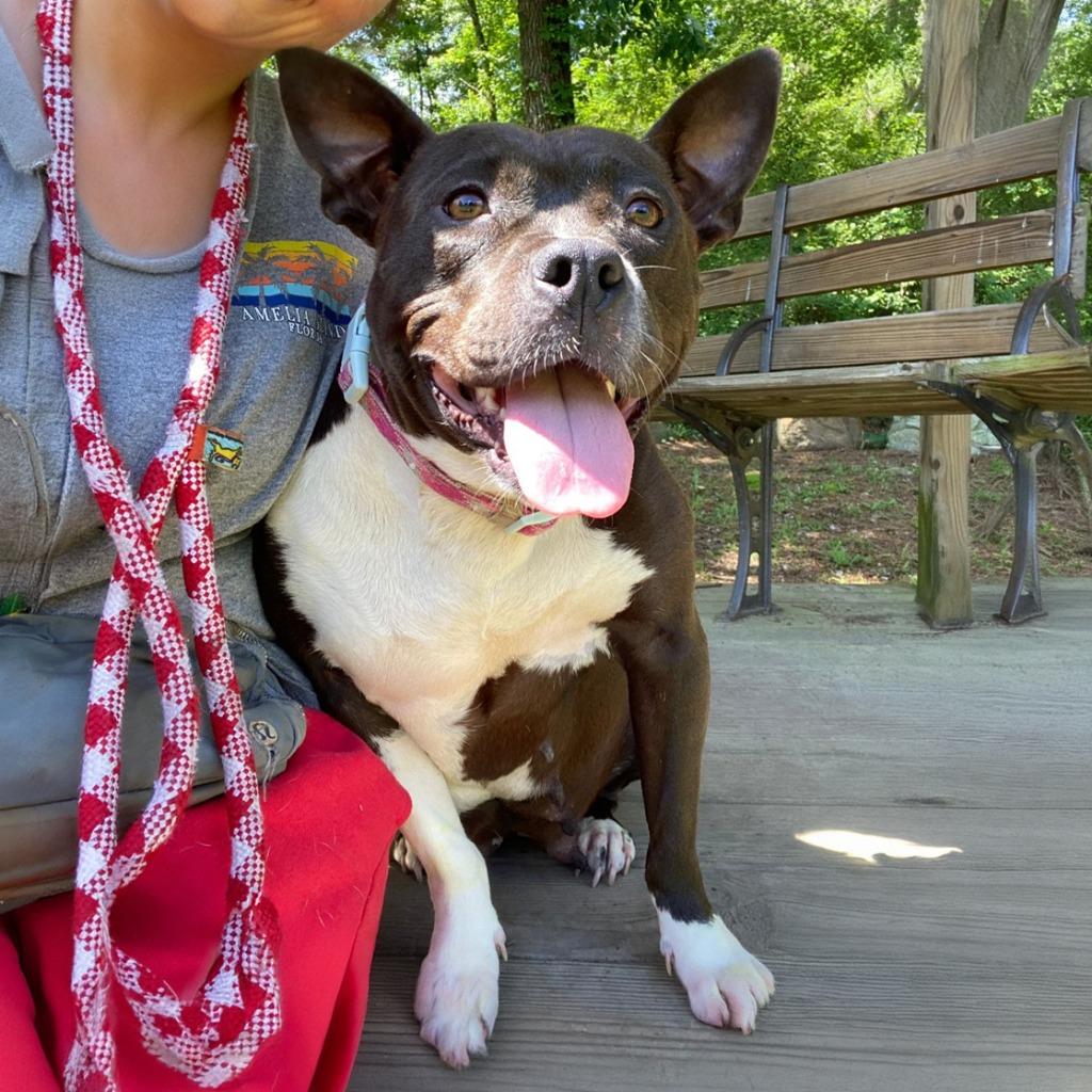 Enlarge Prettiest Happiest, a Adoptable Pit Bull Terrier in Little Rock, AR image 2/6