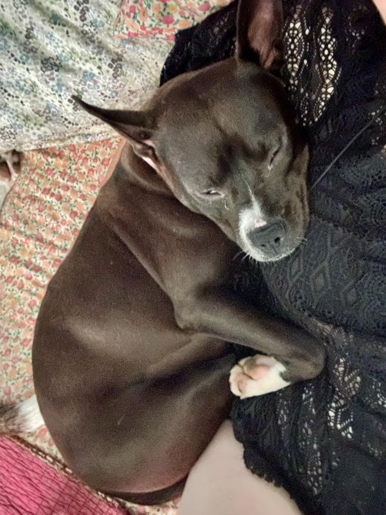 Enlarge Prettiest Happiest, a Adoptable Pit Bull Terrier in Little Rock, AR image 3/6