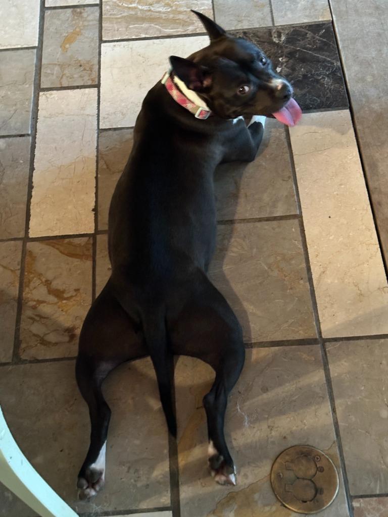 Enlarge Prettiest Happiest, a Adoptable Pit Bull Terrier in Little Rock, AR image 4/6