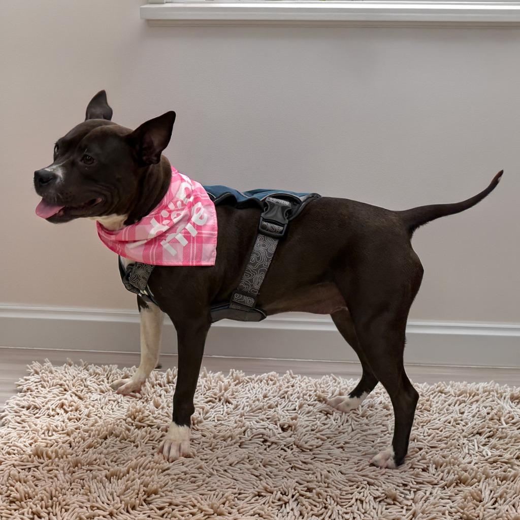 Enlarge Prettiest Happiest, a Adoptable Pit Bull Terrier in Little Rock, AR image 5/6
