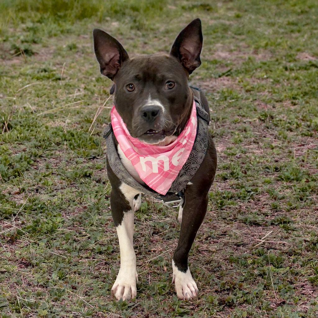 Enlarge Prettiest Happiest, a Adoptable Pit Bull Terrier in Little Rock, AR image 6/6