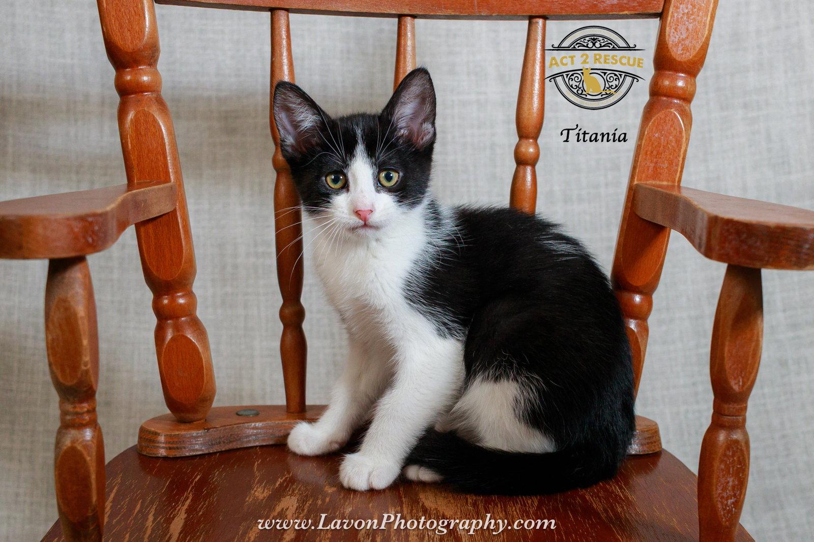Enlarge Titania, a Adoptable Domestic Short Hair in Riverside, CA image 1/1