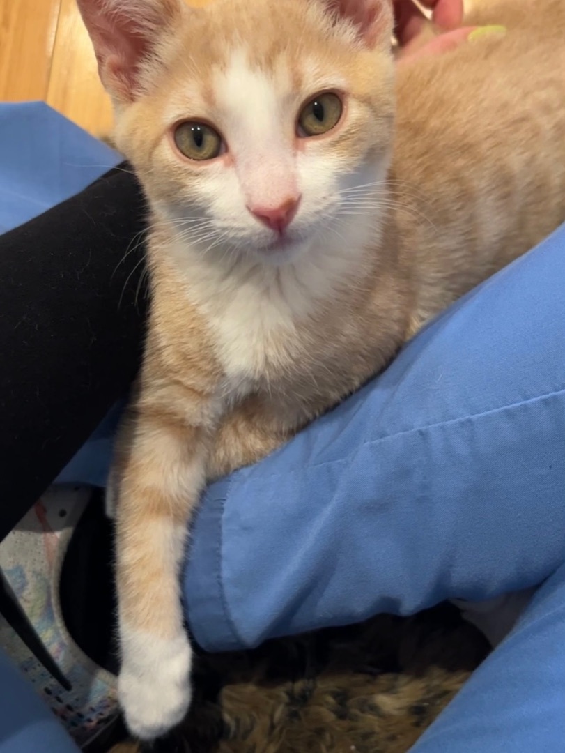 Enlarge Stewie (bonded to Luffy), a Adoptable Domestic Short Hair in Los Angeles, CA image 1/6