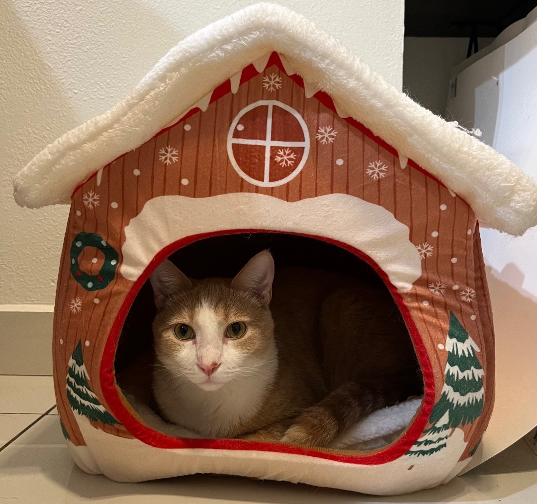 Enlarge Stewie (bonded to Luffy), a Adoptable Domestic Short Hair in Los Angeles, CA image 2/6