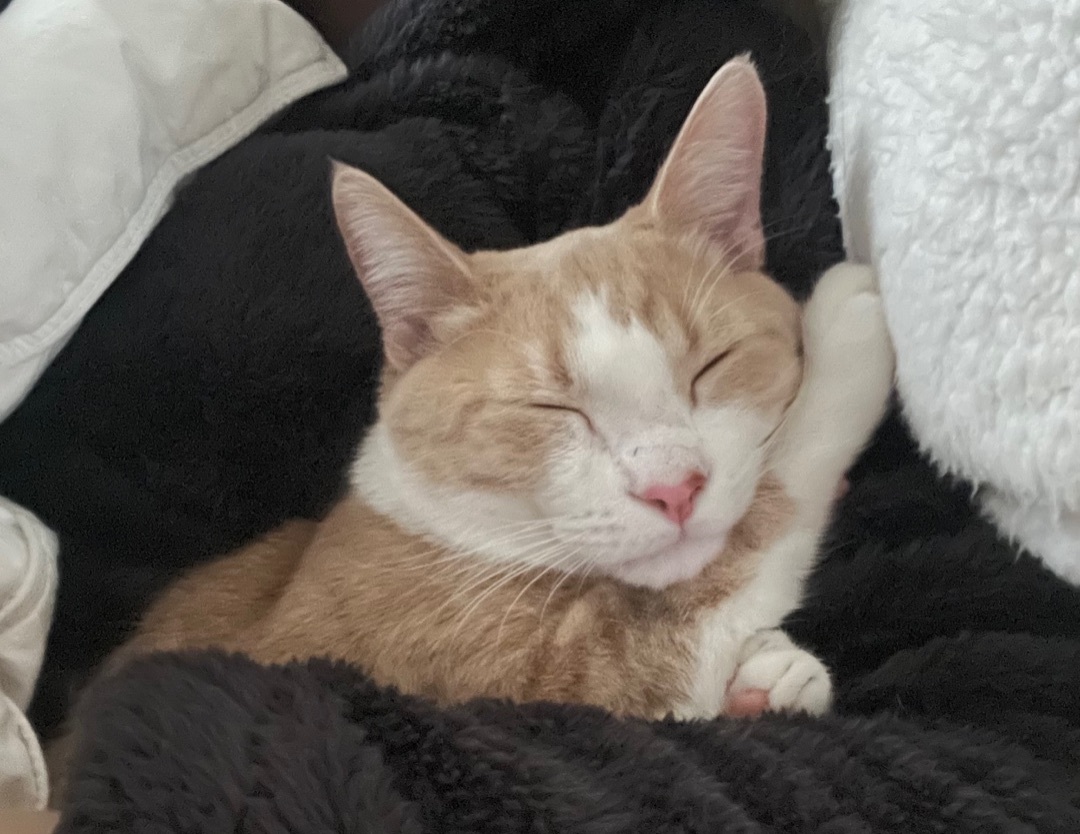 Stewie (bonded to Luffy)