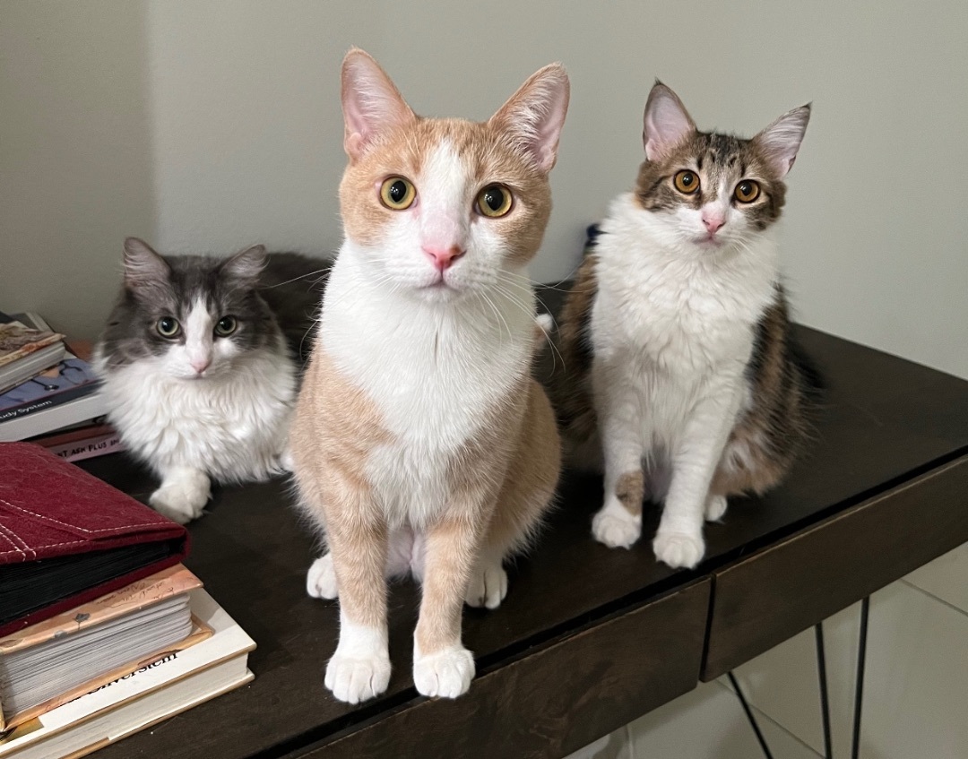 Enlarge Stewie (bonded to Luffy), a Adoptable Domestic Short Hair in Los Angeles, CA image 4/6