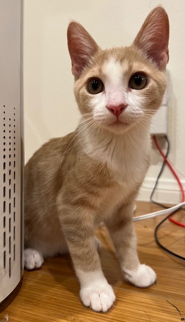 Stewie (bonded to Luffy)