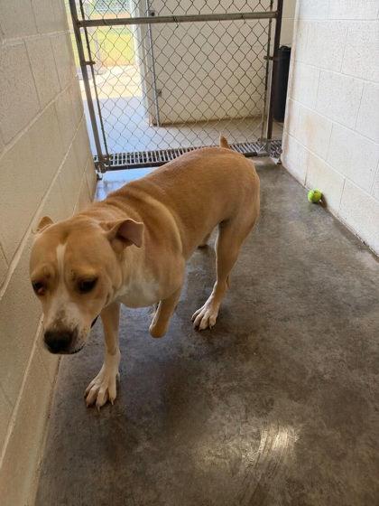 Dolly, Adoptable, Young Female Labrador Retriever & Mixed Breed.