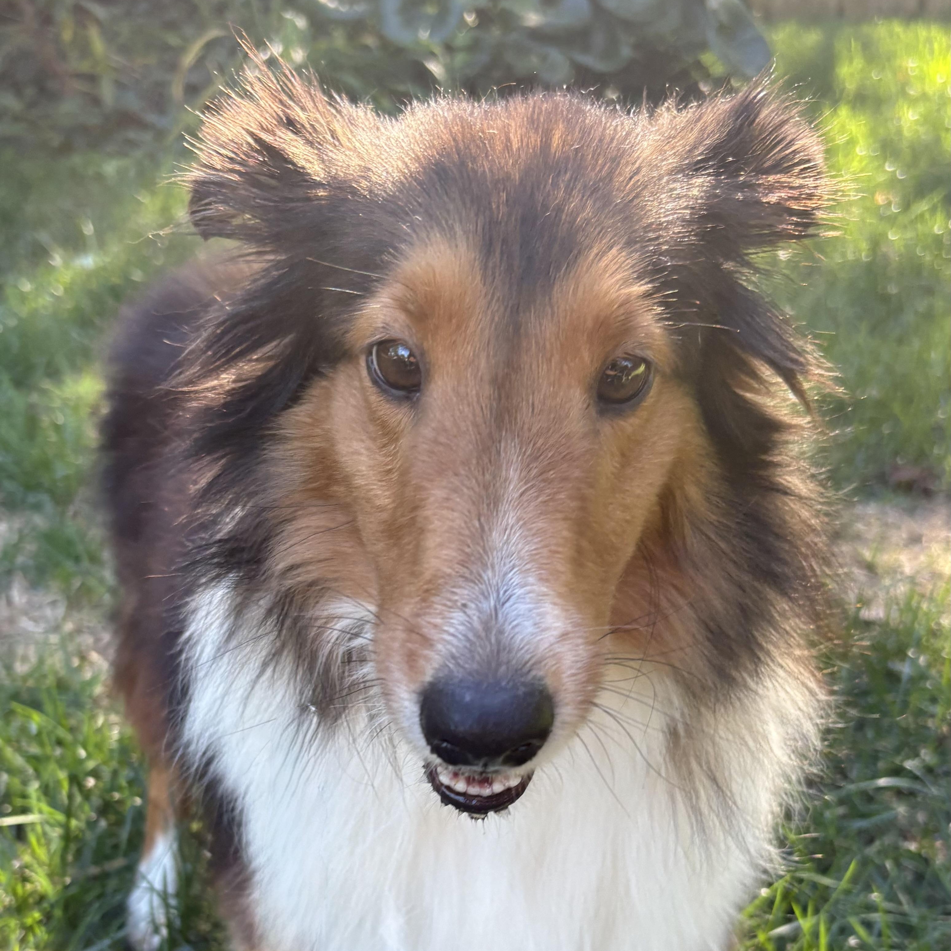 Gracie photo