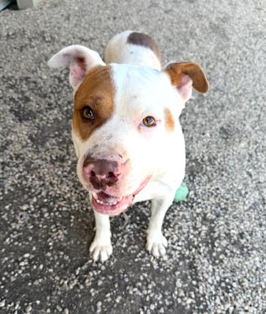 Enlarge Brock, a Adoptable mixed breed in Hamilton, ON image 3/4