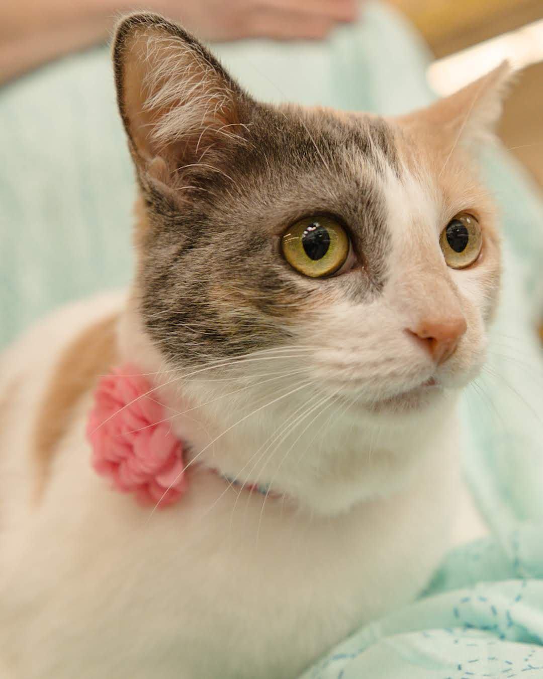 Enlarge Cookie, a Adoptable mixed breed in Houston, TX image 3/6