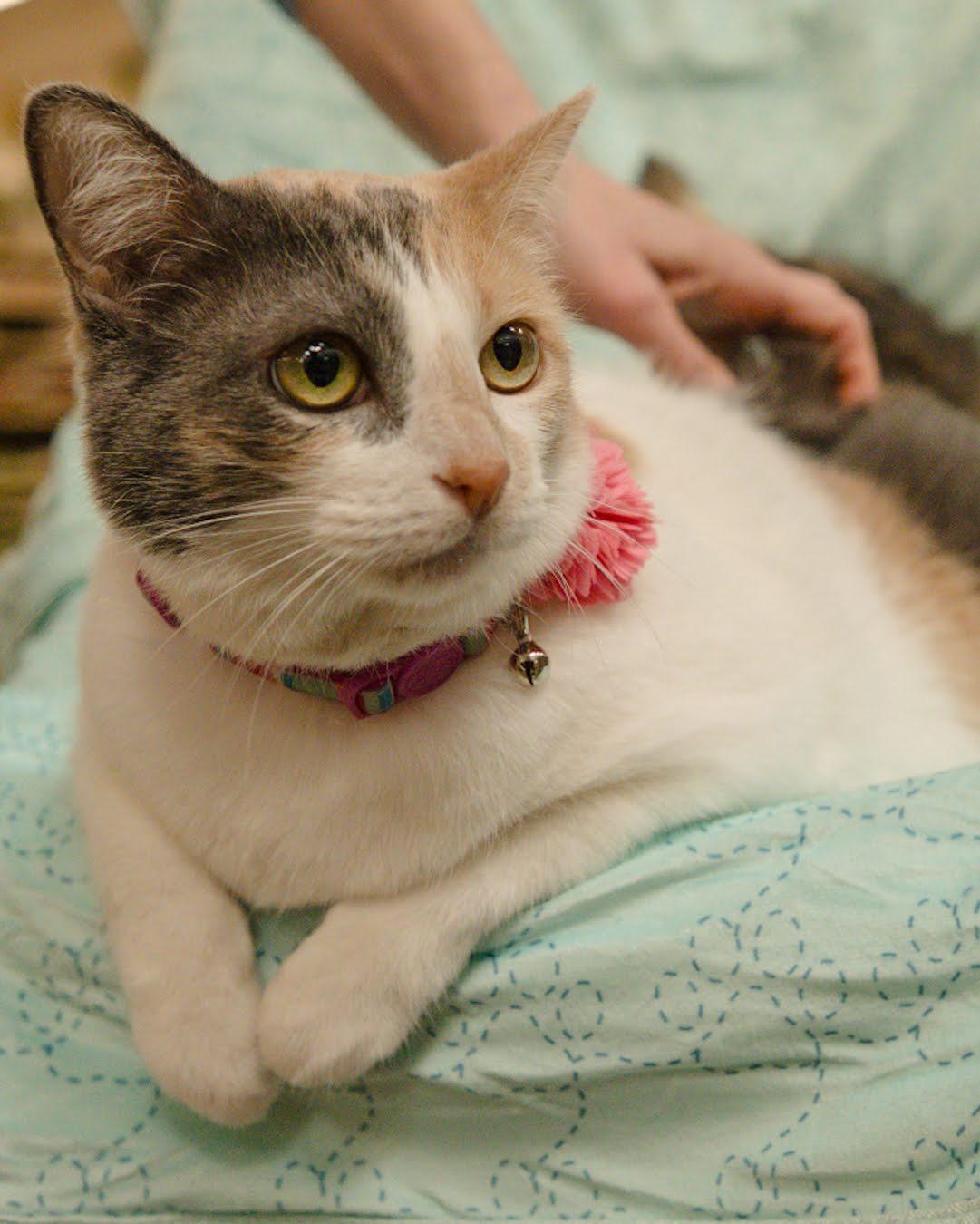 Enlarge Cookie, a Adoptable mixed breed in Houston, TX image 6/6