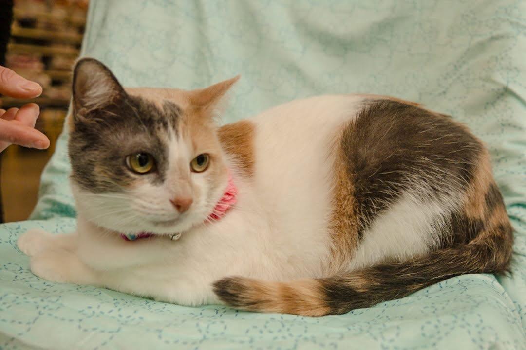 Enlarge Cookie, a Adoptable mixed breed in Houston, TX image 2/6