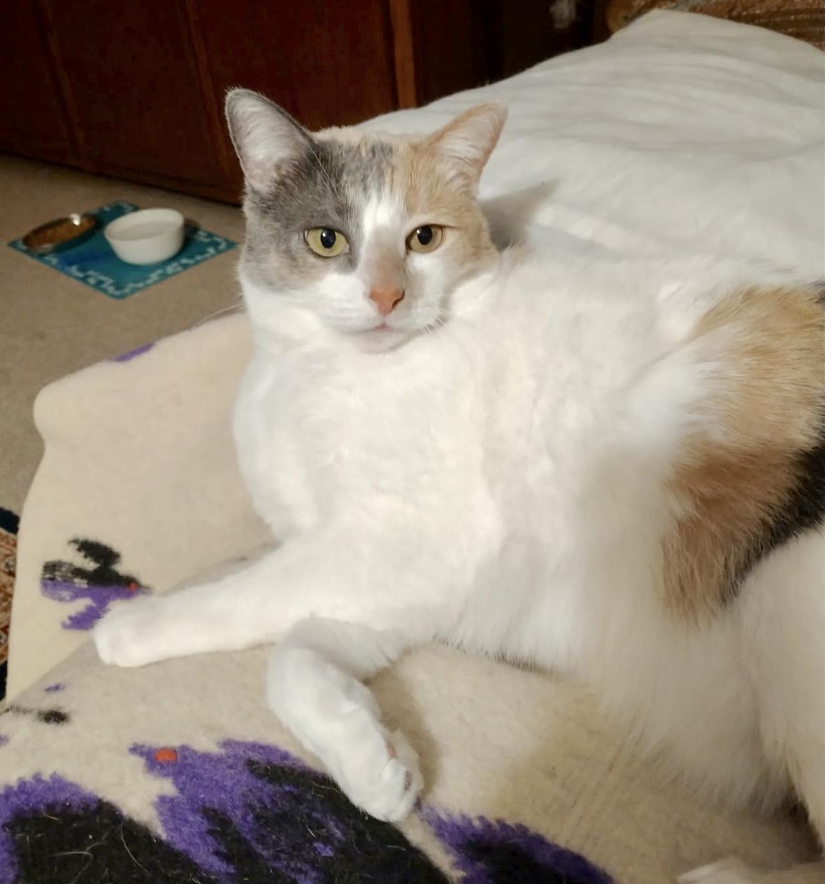 Enlarge Cookie, a Adoptable mixed breed in Houston, TX image 4/6