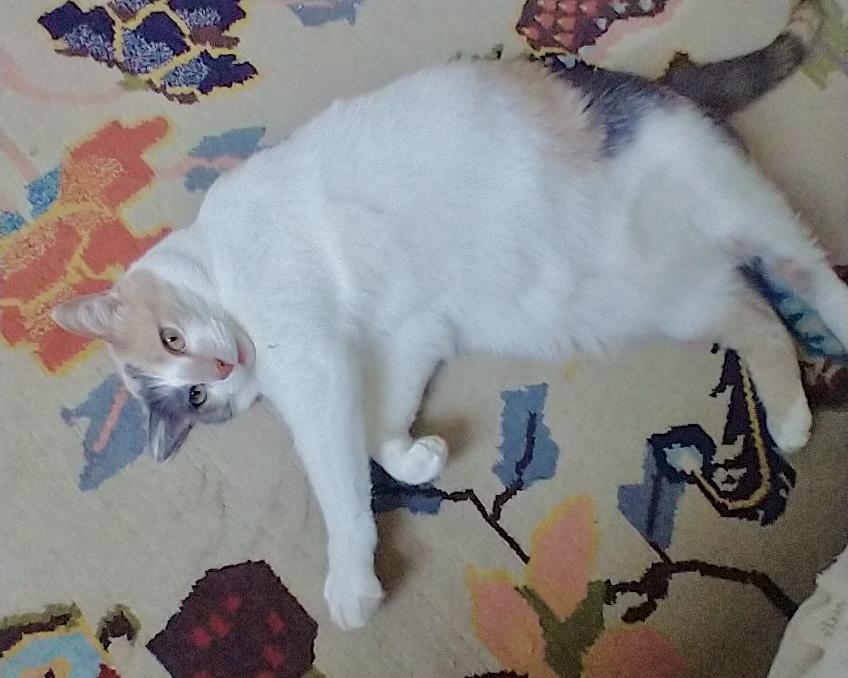 Cookie, Adoptable, Young Female Calico & Domestic Short Hair.