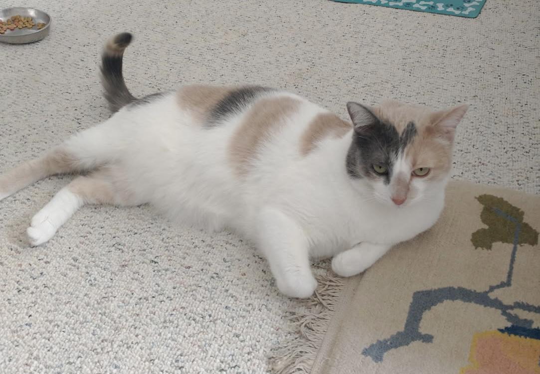 Enlarge Cookie, a Adoptable mixed breed in Houston, TX image 5/6