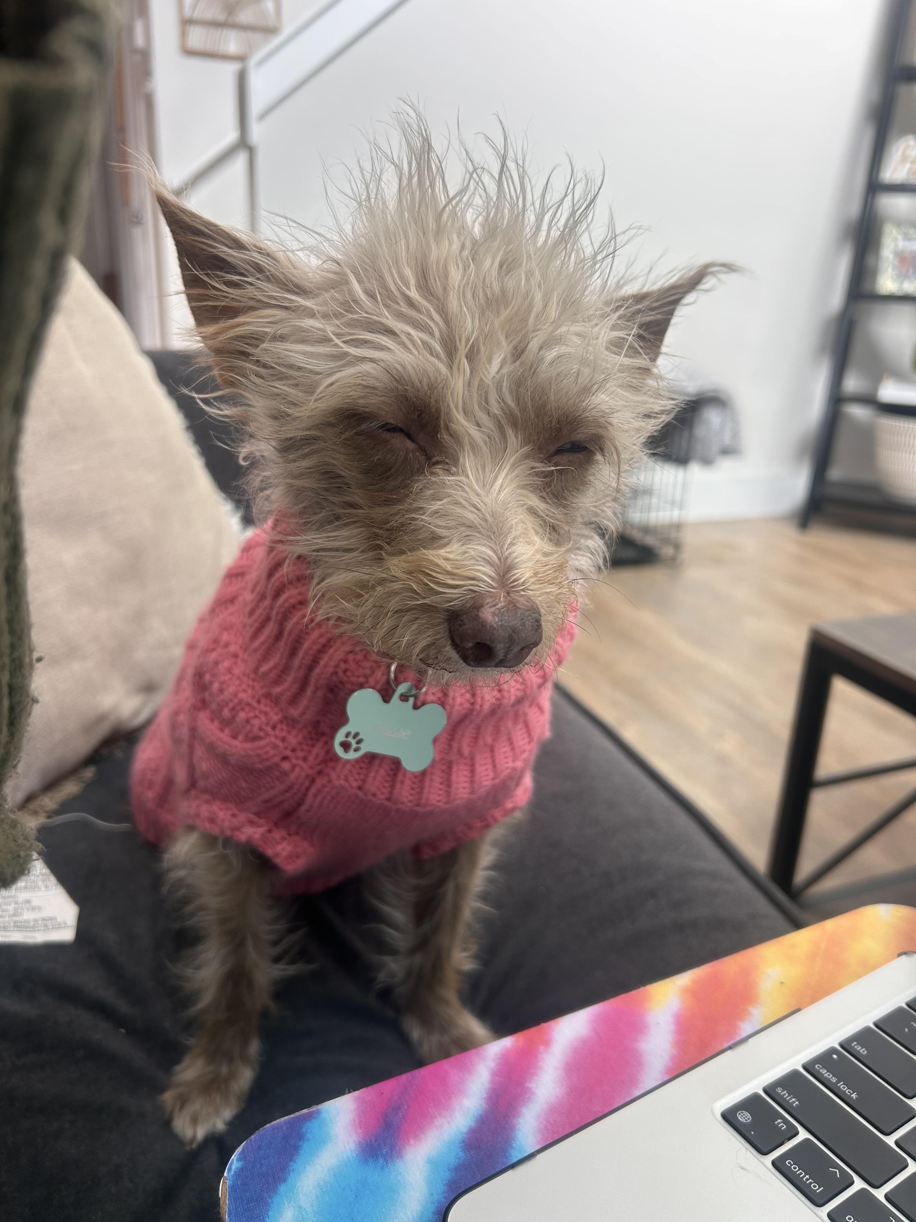 Enlarge Barb, a ADOPTABLE mixed breed in Bastrop, TX image 2/6