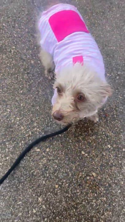 Enlarge Barb, a ADOPTABLE mixed breed in Bastrop, TX video 6/6