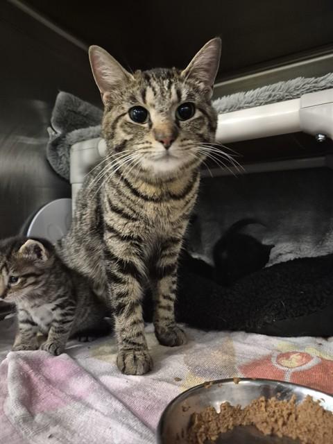 BRANDY, Adoptable, Young Female Domestic Short Hair.