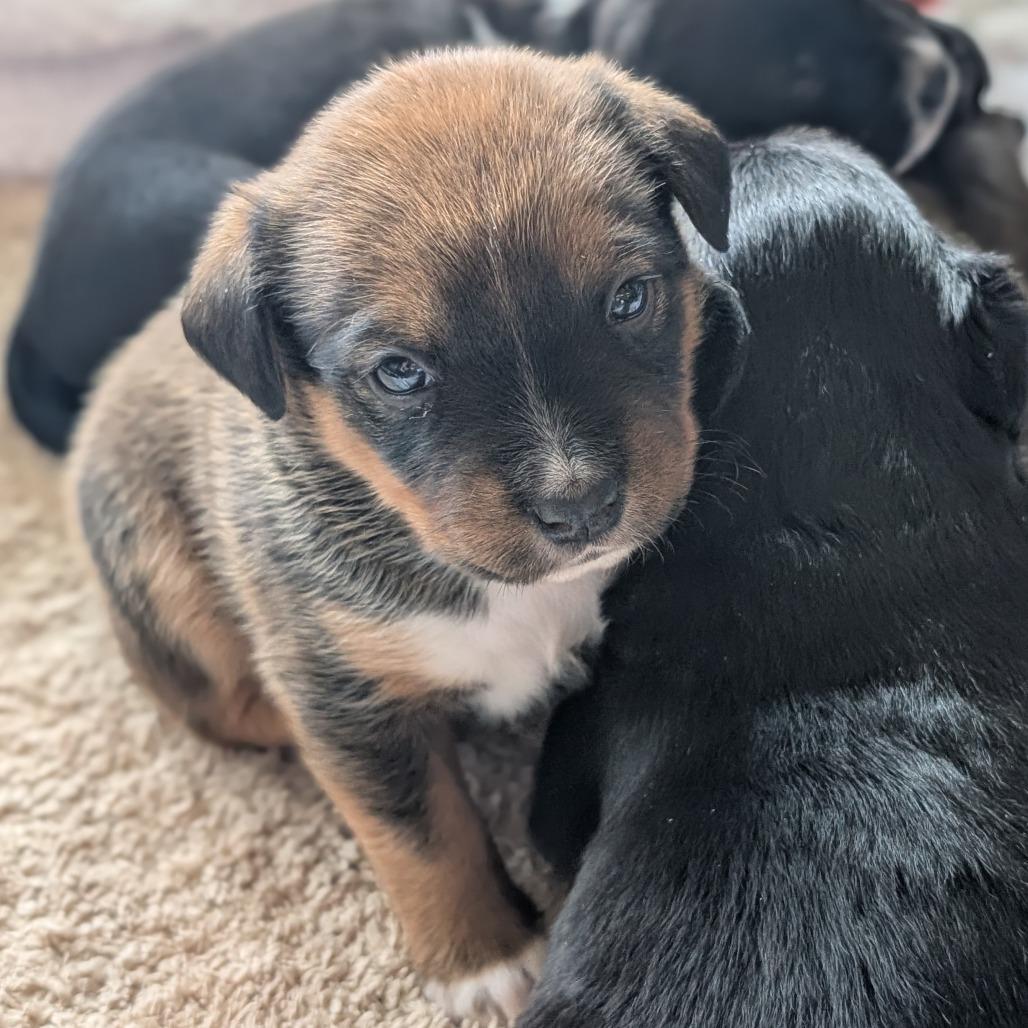 Squirrel, Adoptable, Puppy Female Mixed Breed.