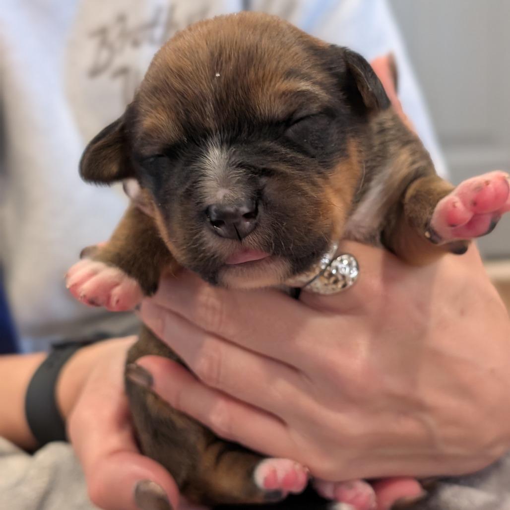 Enlarge Squirrel, a Adoptable Mixed Breed in Asheville, NC image 2/6