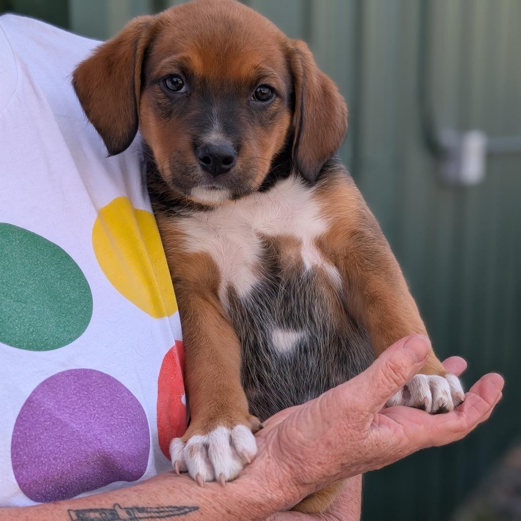 Enlarge Squirrel, a Adoptable Mixed Breed in Asheville, NC image 3/6
