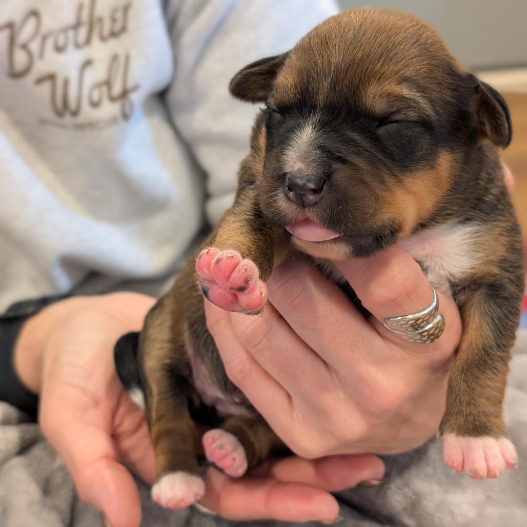 Enlarge Squirrel, a Adoptable Mixed Breed in Asheville, NC image 4/6