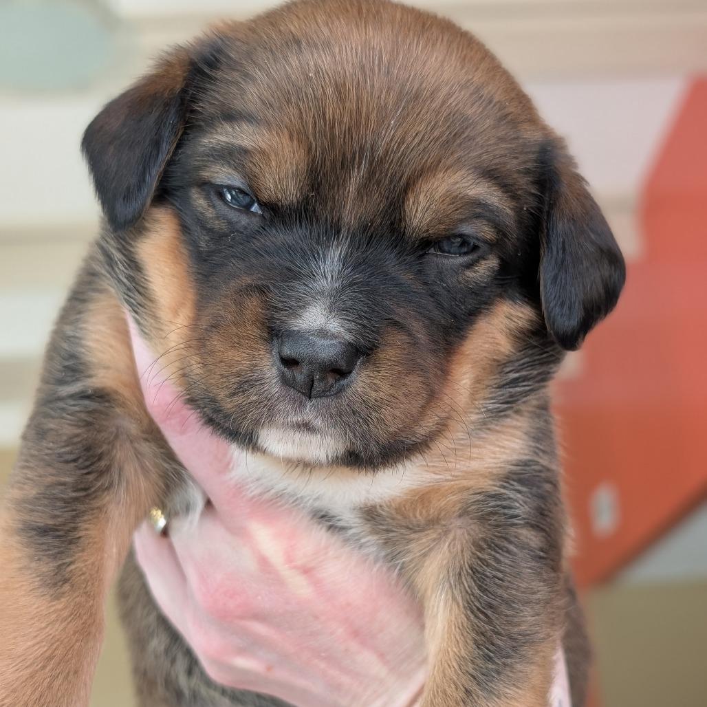 Enlarge Squirrel, a Adoptable Mixed Breed in Asheville, NC image 5/6
