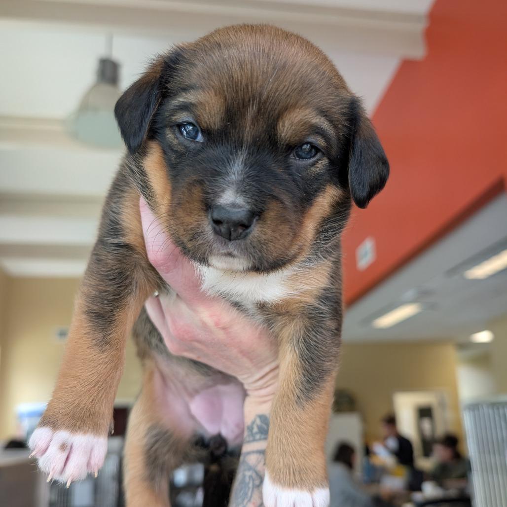 Enlarge Squirrel, a Adoptable Mixed Breed in Asheville, NC image 6/6