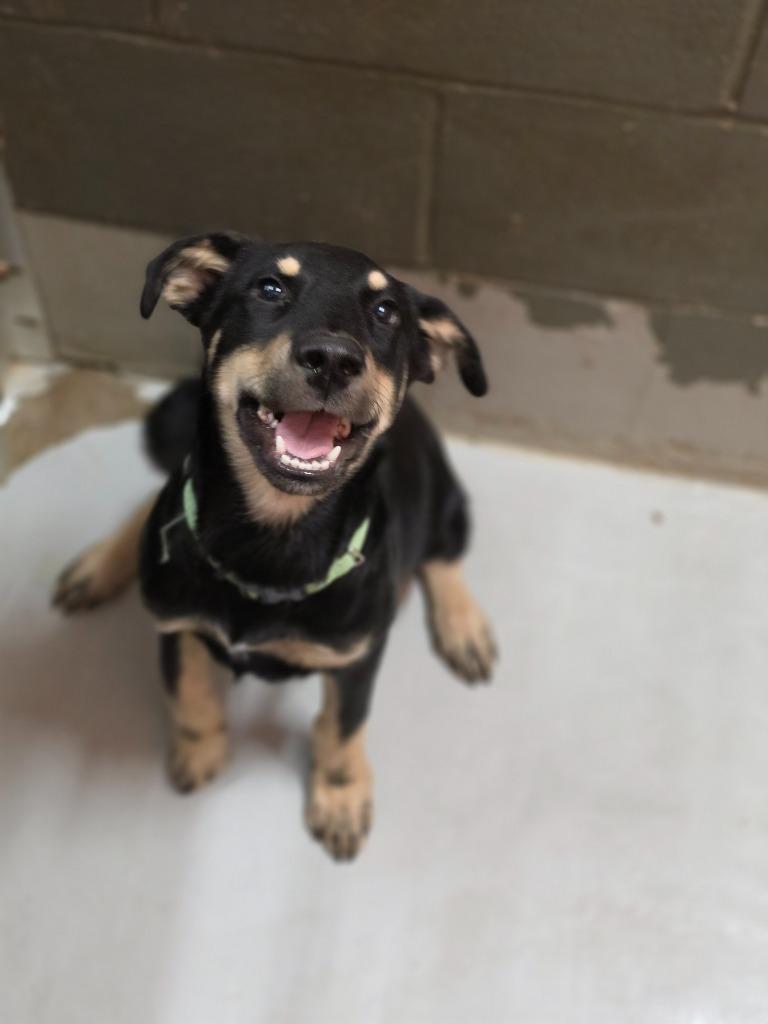 Maximus, Adoptable, Puppy Male Shepherd & Mixed Breed.