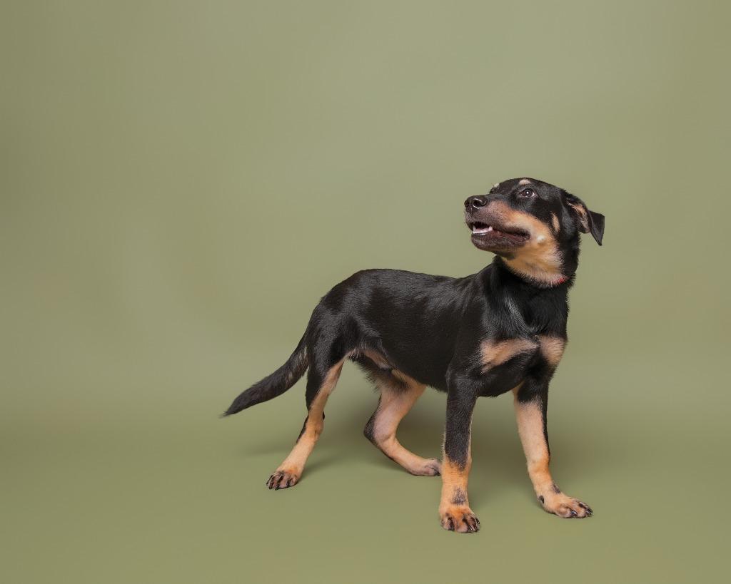 Enlarge Maximus, a Adoptable mixed breed in Rockport, TX image 2/6