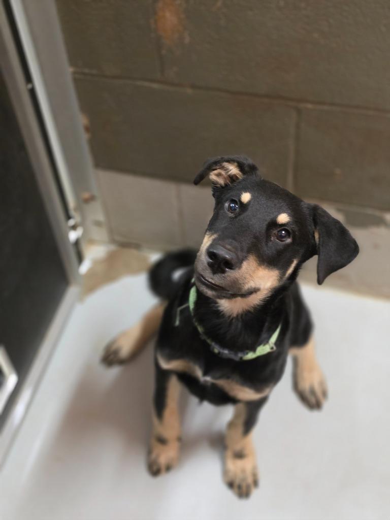 Enlarge Maximus, a Adoptable mixed breed in Rockport, TX image 3/6