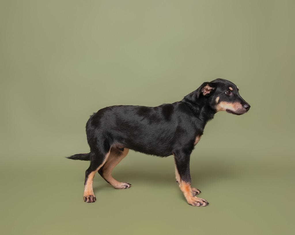 Enlarge Maximus, a Adoptable mixed breed in Rockport, TX image 4/6