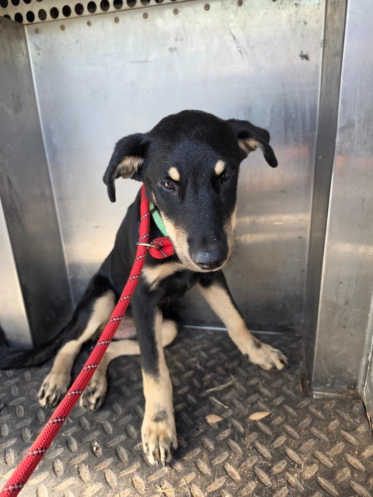 Enlarge Maximus, a Adoptable mixed breed in Rockport, TX image 5/6