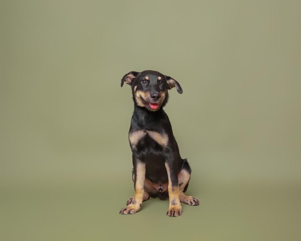 Enlarge Maximus, a Adoptable mixed breed in Rockport, TX image 6/6