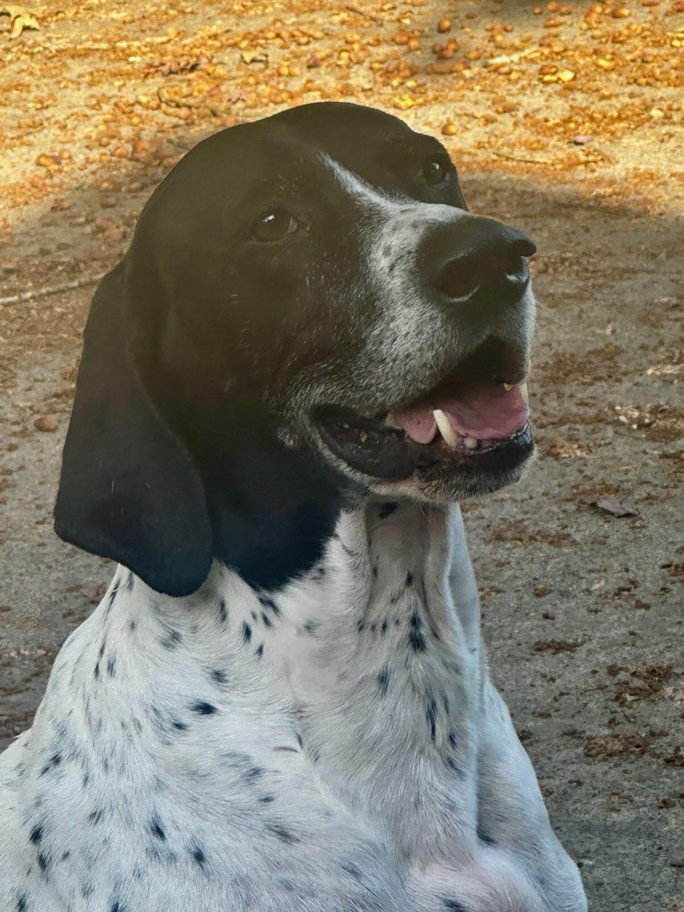 Enlarge Jager, a Adopted German Shorthaired Pointer in Maryville, TN image 1/1