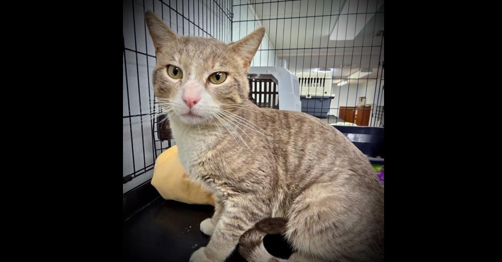 Enlarge Handsome, a Adoptable Domestic Short Hair in Chalfont, PA image 1/1