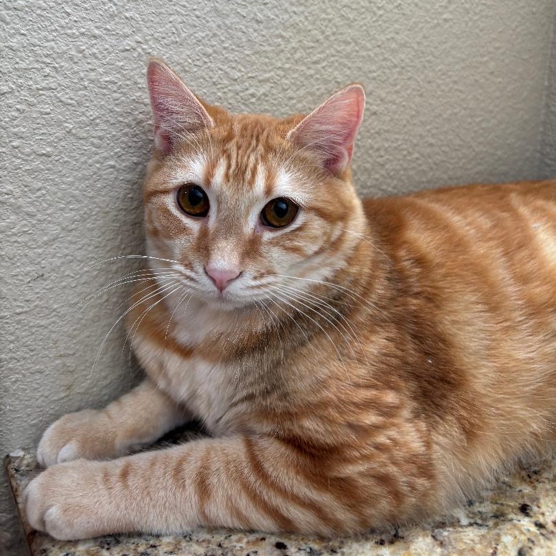 Smudge, ADOPTABLE, Young Male Domestic Short Hair.