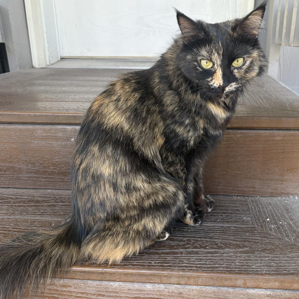 Enlarge Raven, a Adoptable Domestic Medium Hair in Las Vegas, NV image 1/1