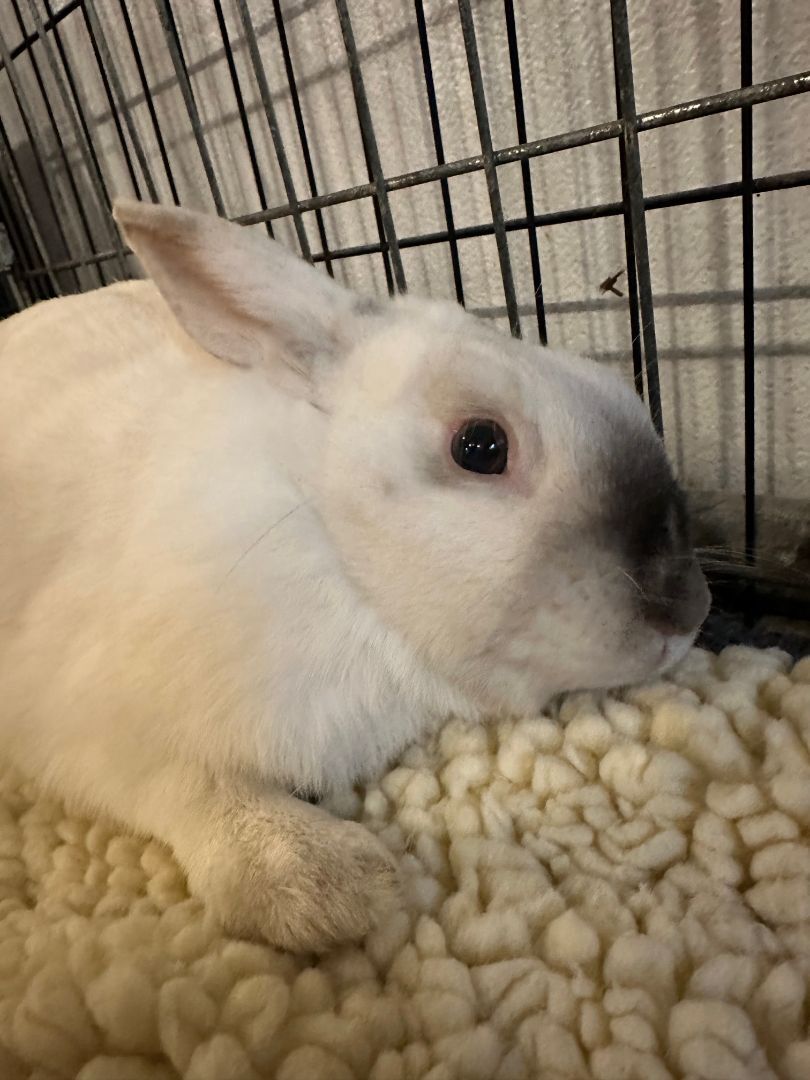 Enlarge Basil (EC+ bunny), a Adoptable Californian in Carnation, WA image 1/6